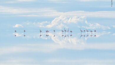 junji takasago wildlife photographer of the year