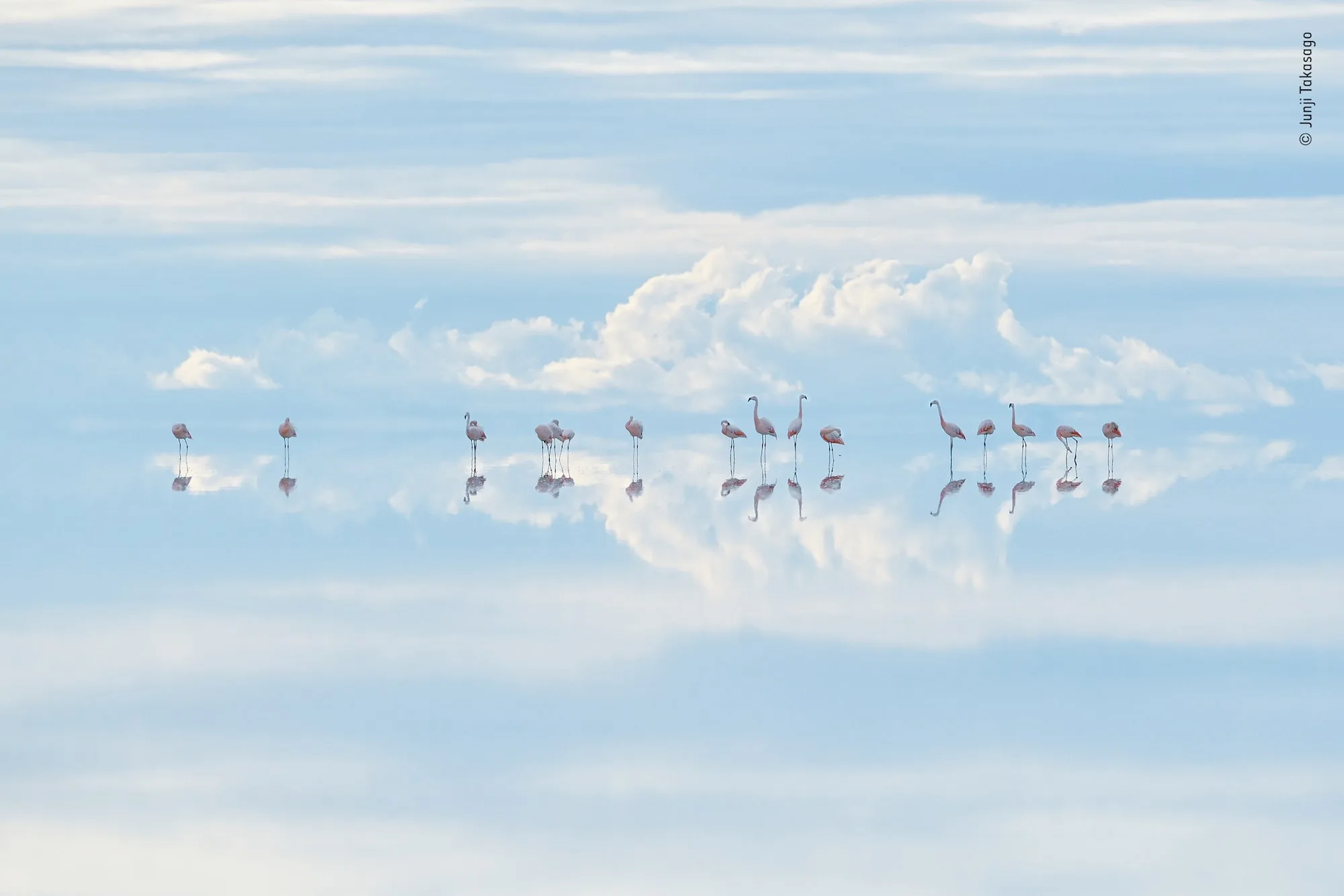 junji takasago wildlife photographer of the year jpg