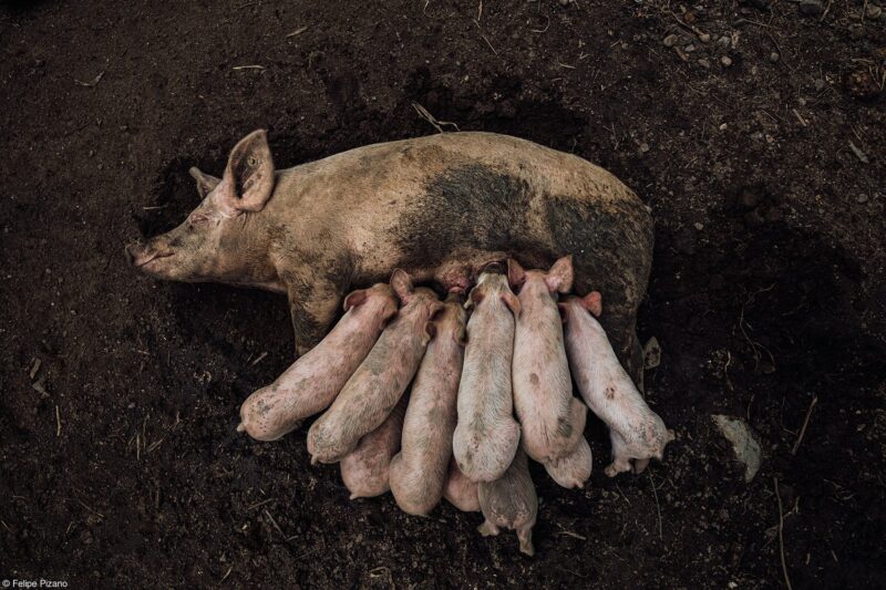 11 Food in the Field Felipe Pizano Dinner is Ready Lo Res Credited