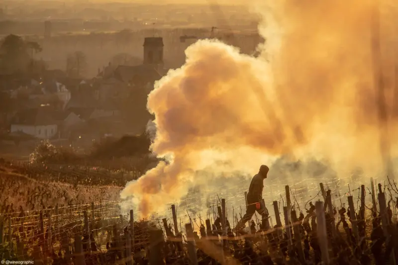 7 Errazuriz Wine Photographer Places 1st Oscar Oliveras Pommard Pruning Lo Res Credited