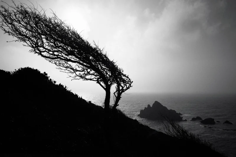 87 The Wind Blown Tree Dartmouth 2015