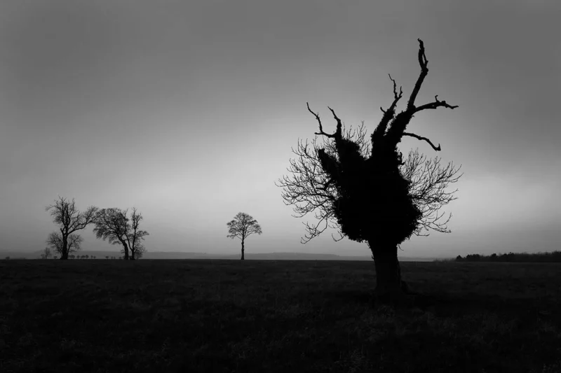 90 91 Trees on the Plain Salisbury 2019