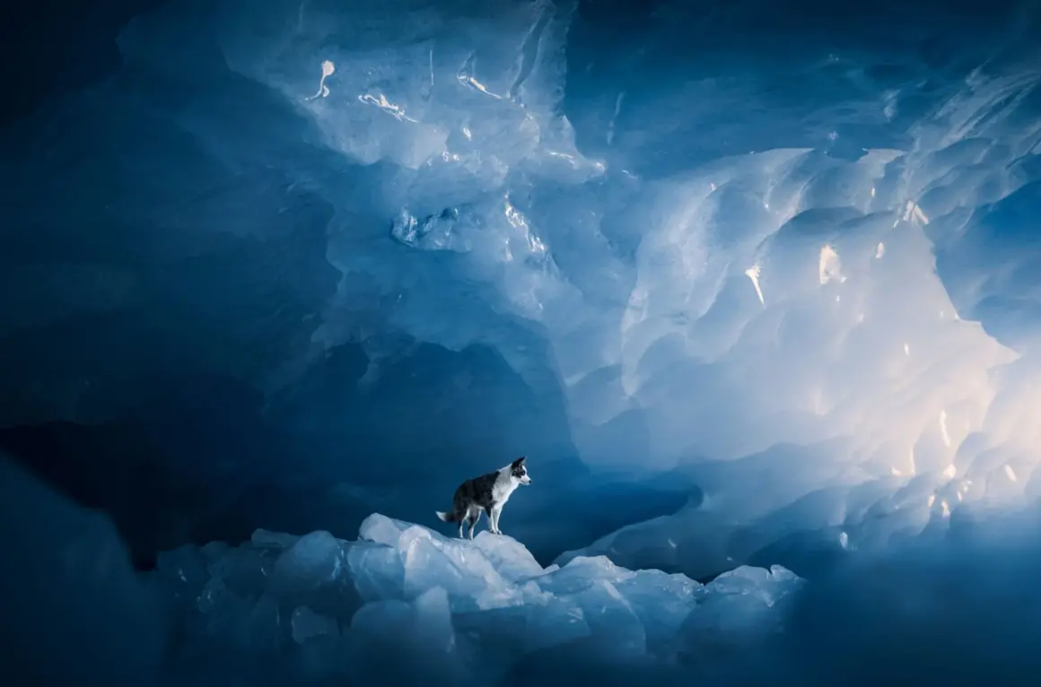 ReFocus Awards Renkli Fotoğraf Yarışması Kromatik Güzelliği Sergiliyor 9 bellot audrey domestic animals gold pro