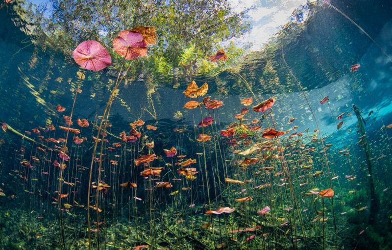 ReFocus Awards Renkli Fotoğraf Yarışması Kromatik Güzelliği Sergiliyor 20 talia greis underwater gold pro