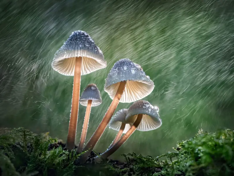 ReFocus Awards Renkli Fotoğraf Yarışması Kromatik Güzelliği Sergiliyor 15 tony m north nature gold pro