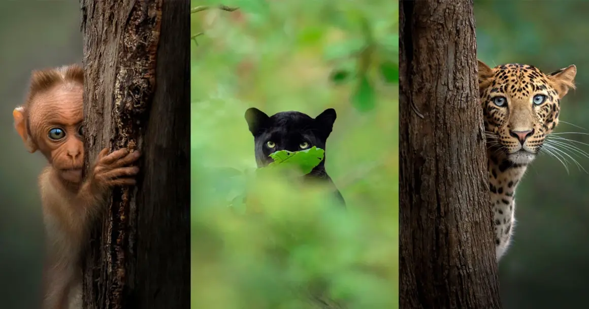 Hayvanların Bir Fotoğrafçıyla Gözgöze Geldiği An 4 Hayvanlarin Bir Fotografciyla Gozgoze Geldigi An