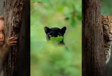 Hayvanlarin Bir Fotografciyla Gozgoze Geldigi An