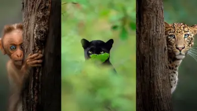 Hayvanların Bir Fotoğrafçıyla Gözgöze Geldiği An 5 Hayvanlarin Bir Fotografciyla Gozgoze Geldigi An