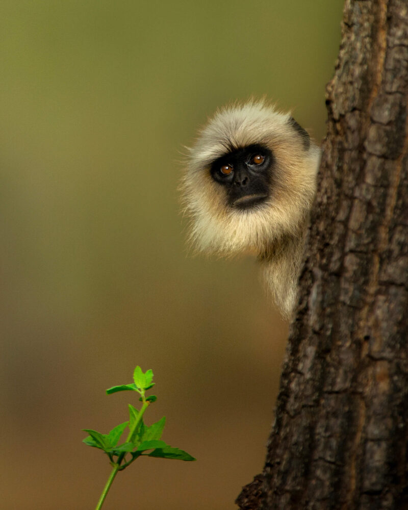 Langur