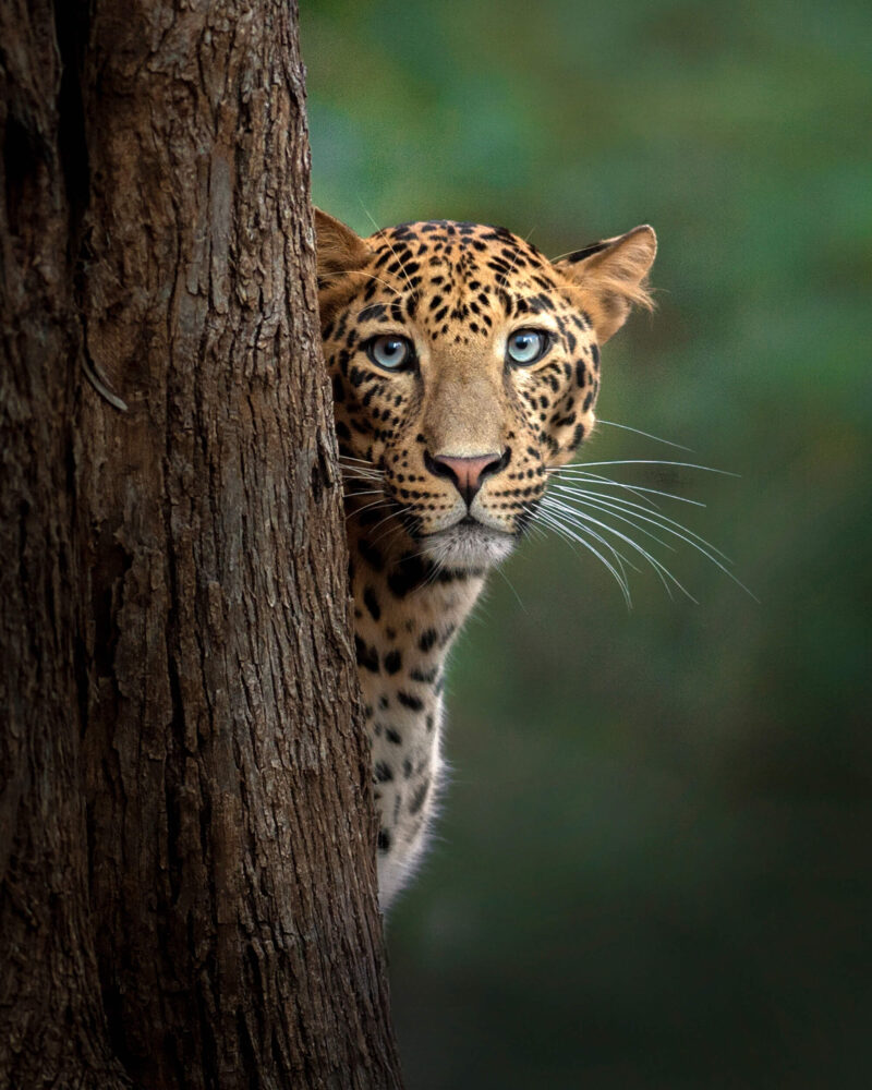 Leopard