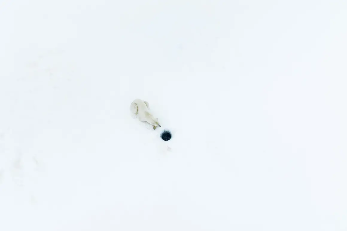 Denize Kanayan Buzulun Endişe Verici Görüntüsü Fotoğraf Yarışmasını Kazandı 13 Animal Behaviour Winner