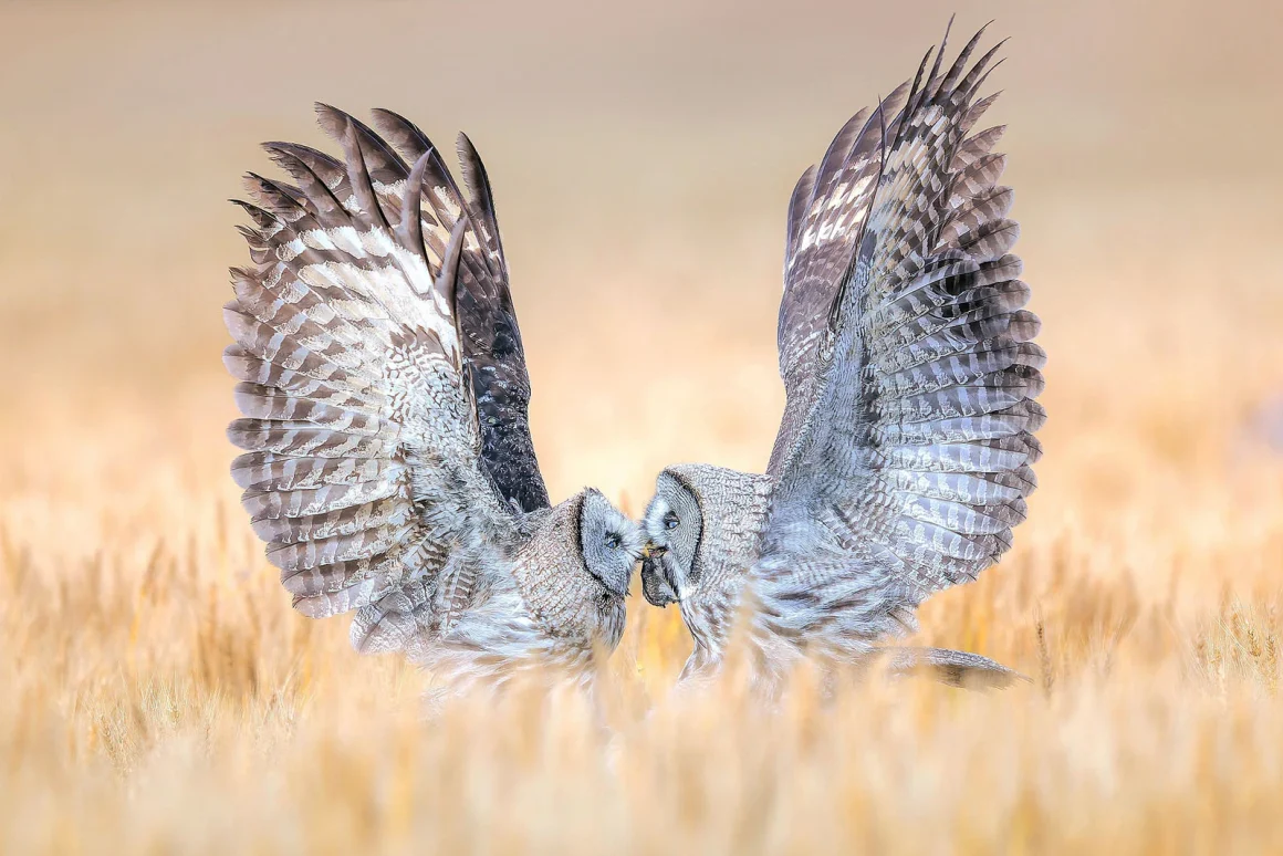 Bronze Bird Behaviour