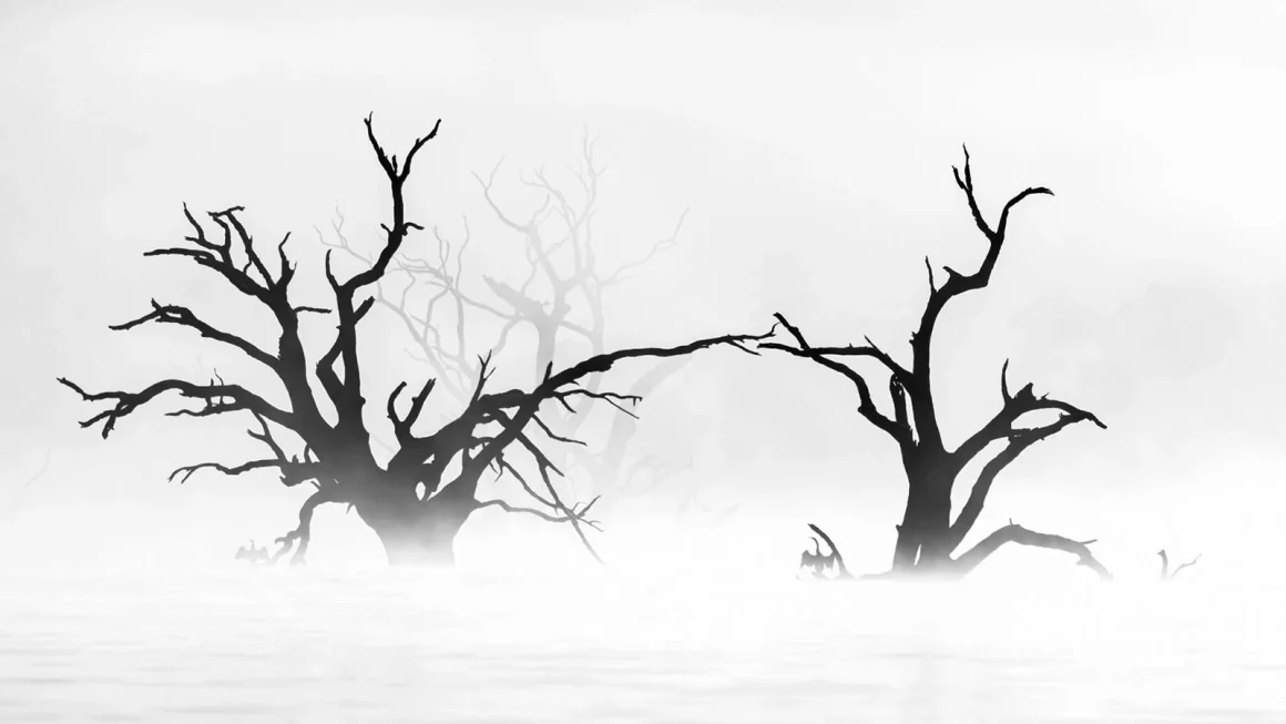 Bird Photographer of the Year 2023 11 Bronze Black and White