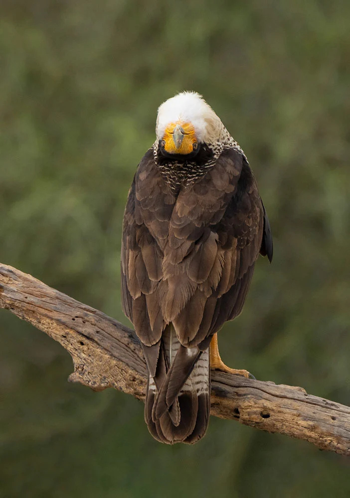 Bird Photographer of the Year 2023 10 Bronze Comedy Bird Photo