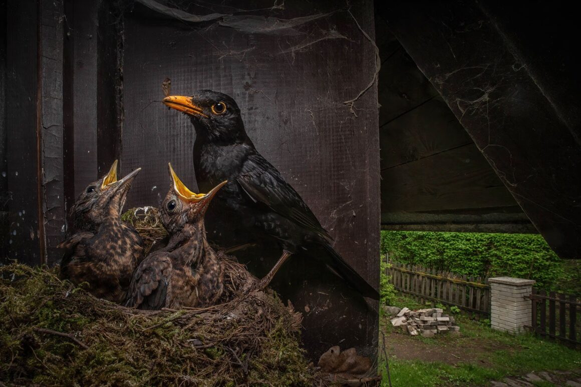Denize Kanayan Buzulun Endişe Verici Görüntüsü Fotoğraf Yarışmasını Kazandı 12 Camera Traps Runnerup