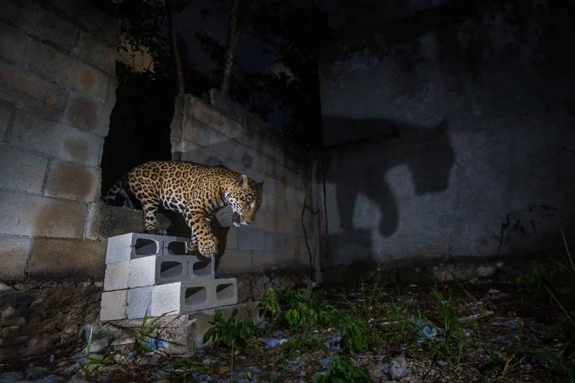 Denize Kanayan Buzulun Endişe Verici Görüntüsü Fotoğraf Yarışmasını Kazandı 3 Camera Traps Winner