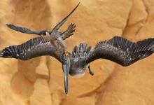 Bird Photographer of the Year 2023 35 Falcon Pelican