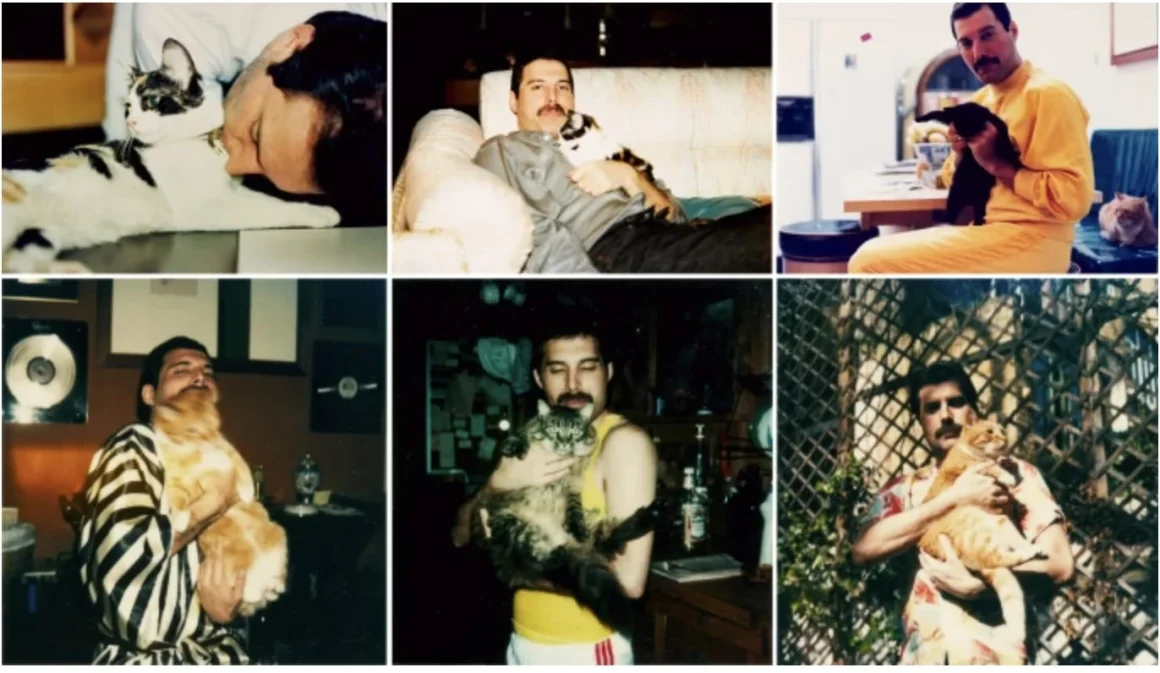 Freddie Mercury'nin Daha Önce Görülmemiş Kişisel Fotoğrafları Açık Artırmada Satılacak 6 Freddie Mercury 005