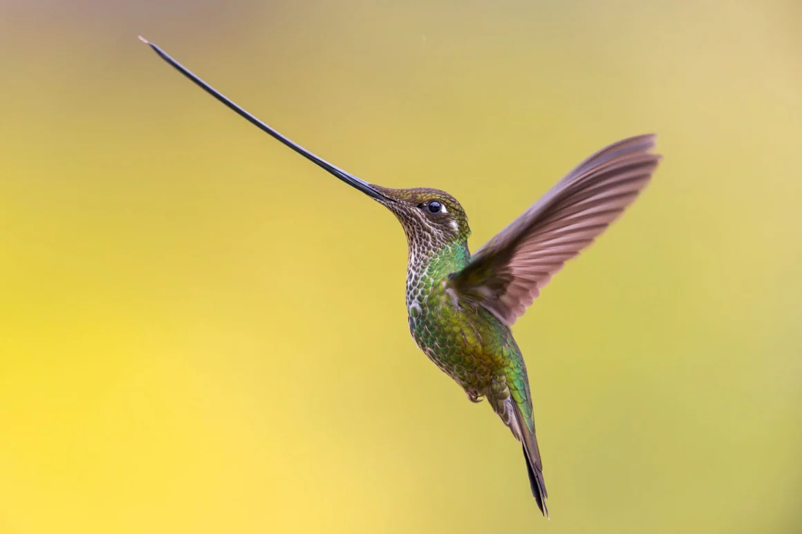 Bird Photographer of the Year 2023 8 Gold Birds in Flight