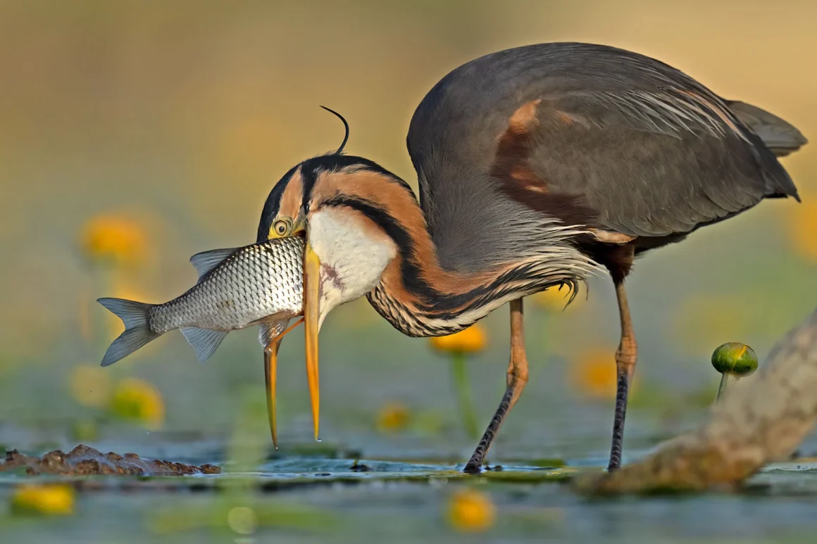 Bird Photographer of the Year 2023 6 Gold Comedy Bird Photo