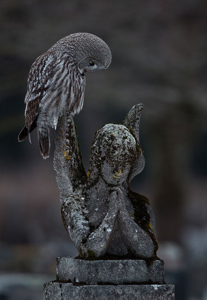 Bird Photographer of the Year 2023 13 Gold Urban Birds