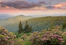 Görsel Hikayelerin Büyülü Doktoru: John Smith'in Objektifinden Dünya 28 Mountain Laurel