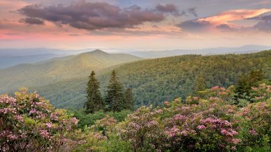 Görsel Hikayelerin Büyülü Doktoru: John Smith'in Objektifinden Dünya 13 Mountain Laurel