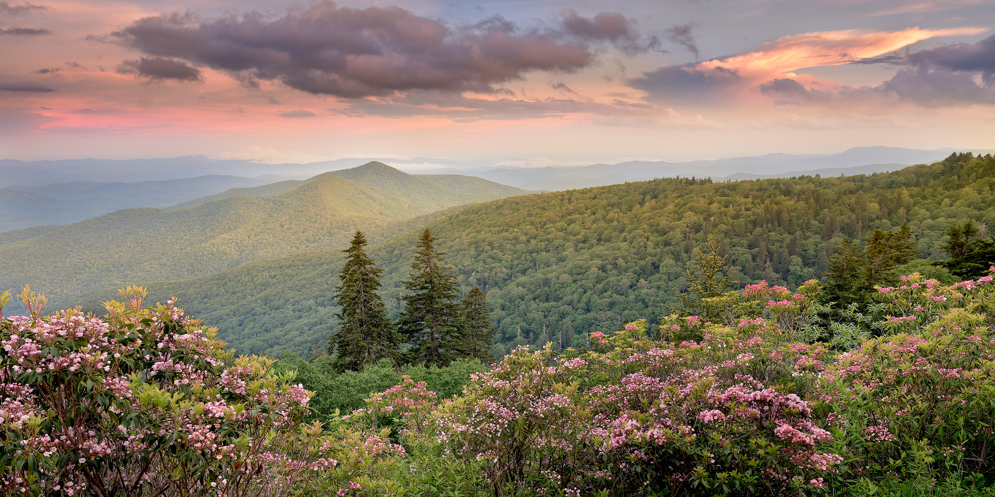 Görsel Hikayelerin Büyülü Doktoru: John Smith'in Objektifinden Dünya 1 Mountain Laurel