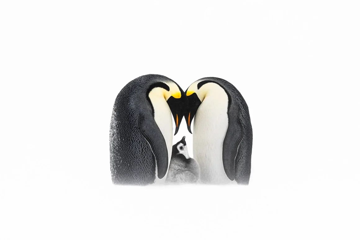 Bird Photographer of the Year 2023 12 Silver Best Portrait