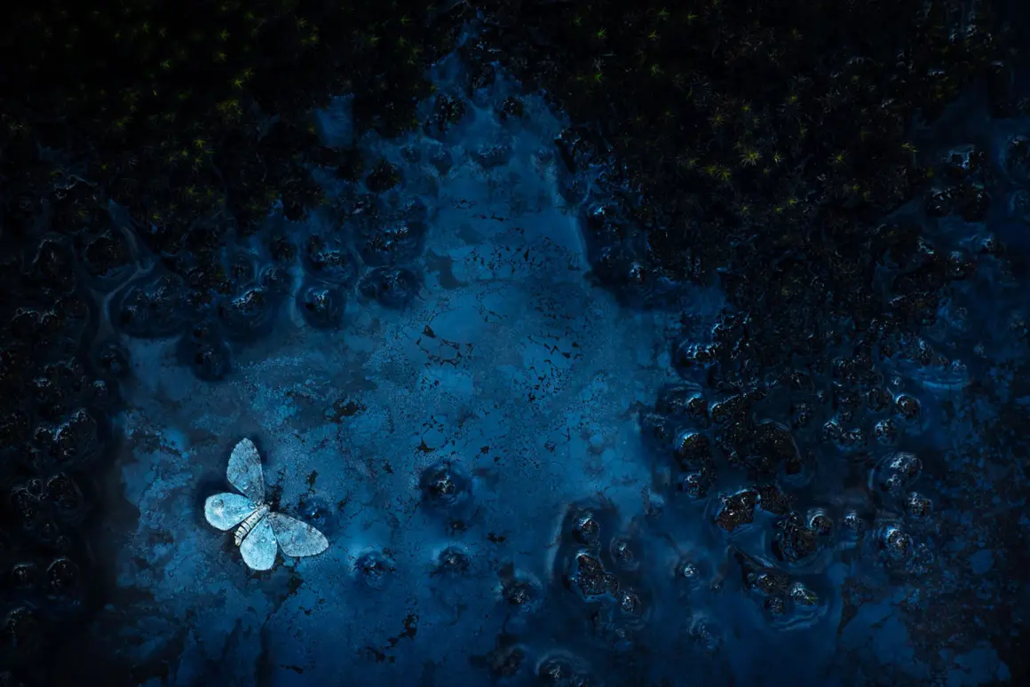 Denize Kanayan Buzulun Endişe Verici Görüntüsü Fotoğraf Yarışmasını Kazandı 14 Small World Winner