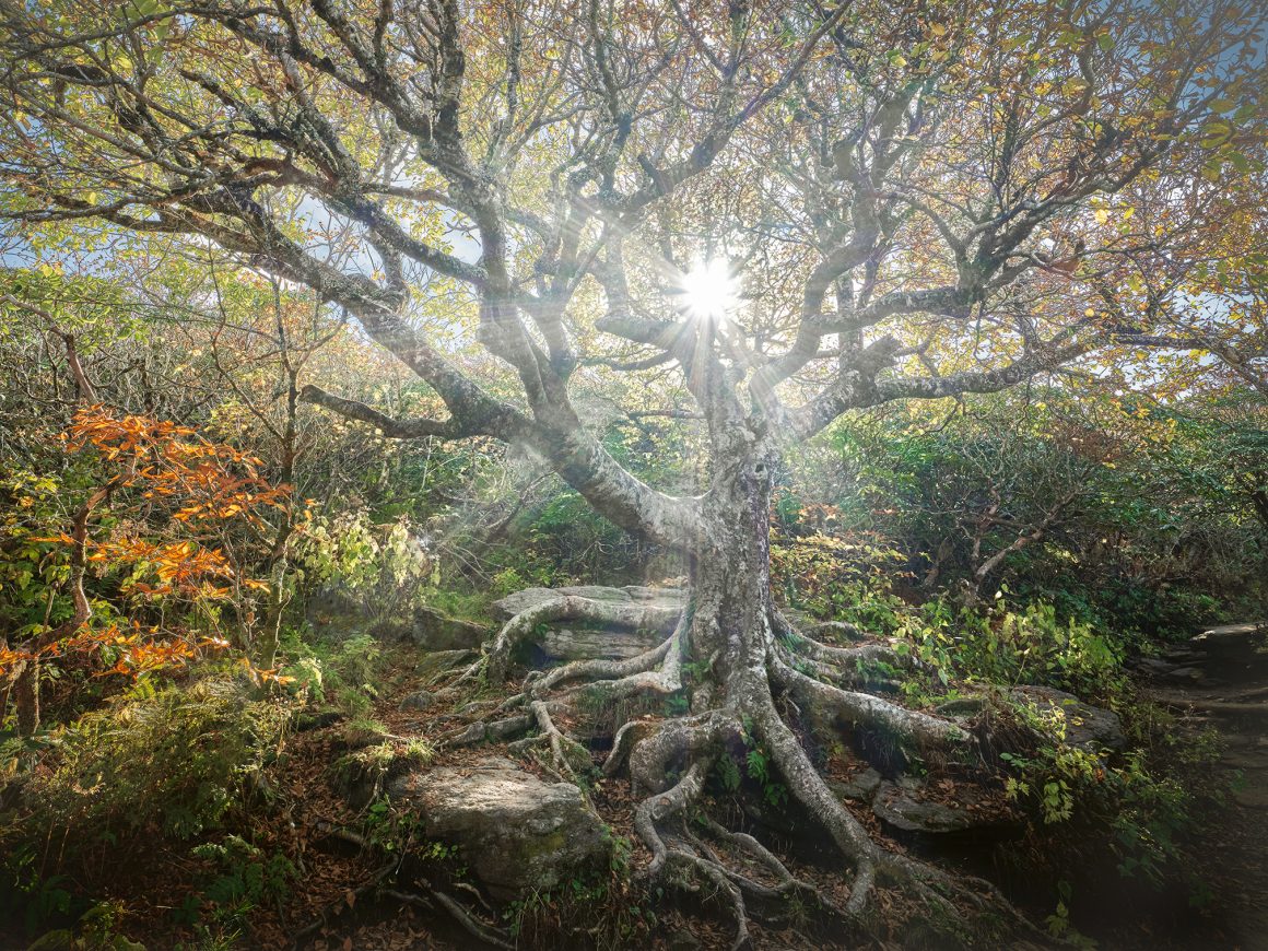 Görsel Hikayelerin Büyülü Doktoru: John Smith'in Objektifinden Dünya 11 Tree of Knowledge