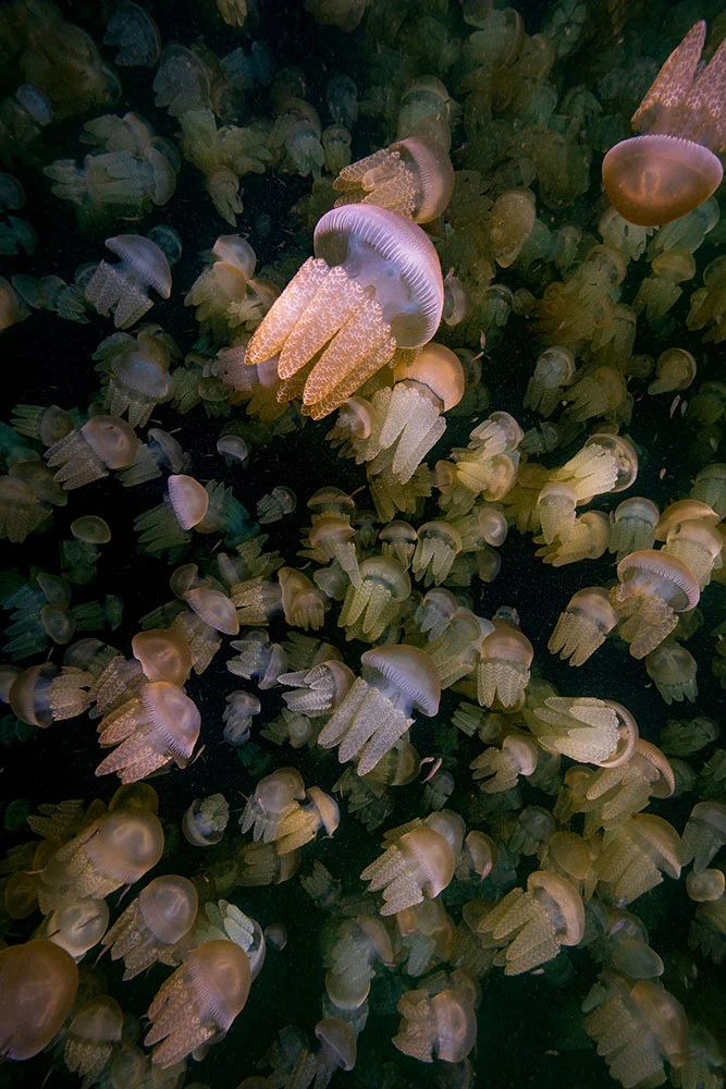 Denize Kanayan Buzulun Endişe Verici Görüntüsü Fotoğraf Yarışmasını Kazandı 15 Underwater Winner