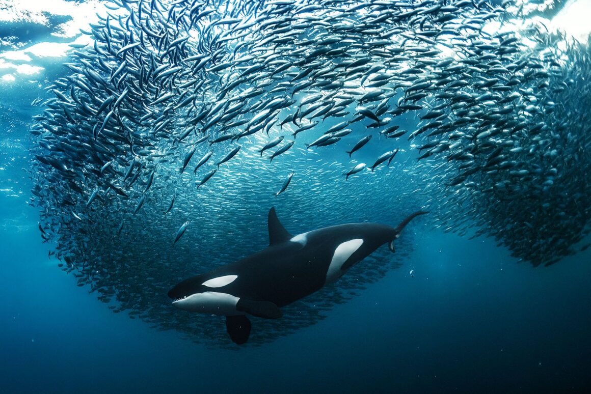 Denize Kanayan Buzulun Endişe Verici Görüntüsü Fotoğraf Yarışmasını Kazandı 5 Underwater Runnerup