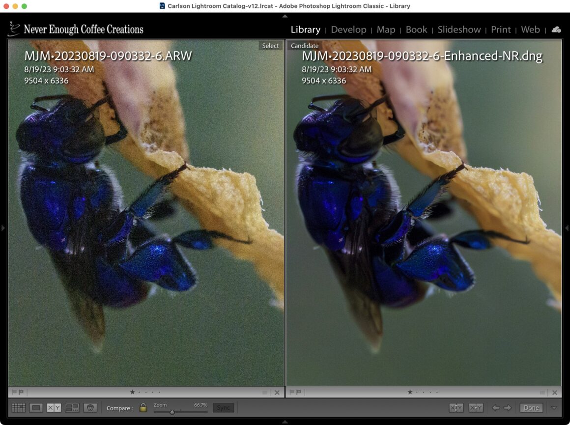 Photomator 3.1 incelemesi: Mac, iPhone ve iPad için makine öğrenimiyle zenginleştirilmiş bir fotoğraf düzenleyici 11 denoise lightroom compare insect2