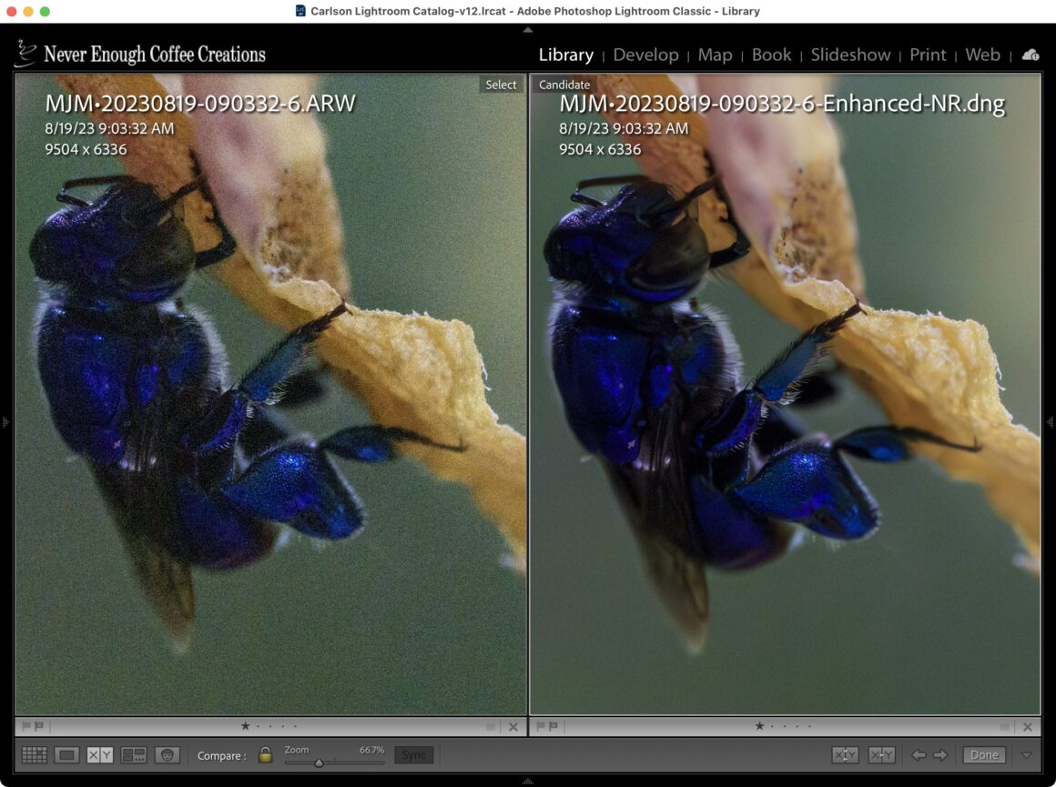 denoise lightroom compare insect2
