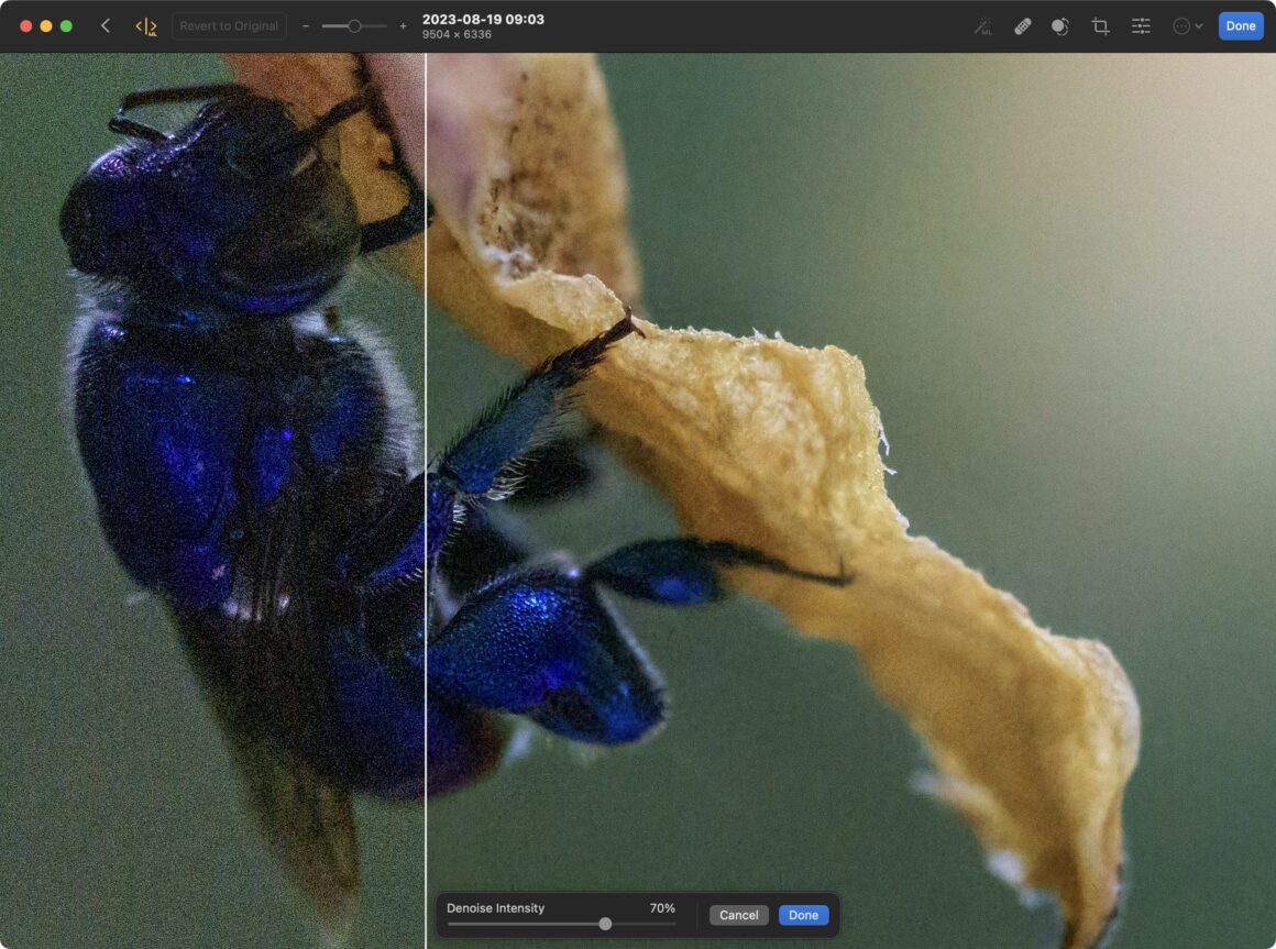 Photomator 3.1 incelemesi: Mac, iPhone ve iPad için makine öğrenimiyle zenginleştirilmiş bir fotoğraf düzenleyici 10 denoise photomator jpeg insect after