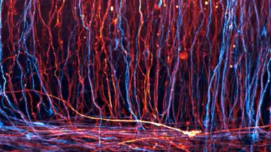 nikon small world in motion featured