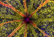 Nikon Small World Photomicrography Competition 2023 9 1st 2023 Qambari Hassanain 1