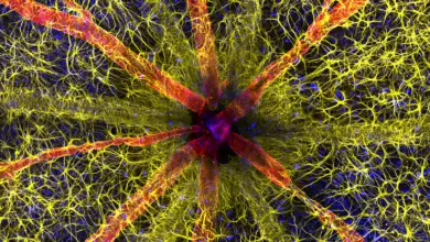 Nikon Small World Photomicrography Competition 2023 3 1st 2023 Qambari Hassanain 1