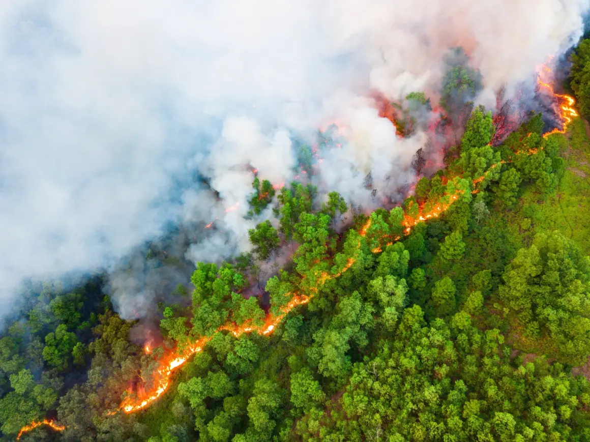 2. RUNNER UP 1 Main Title Forest Fire Boundary Tran Tuan