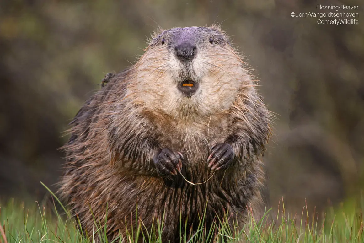 Jorn Vangoidtsenhoven Flossing Beaver