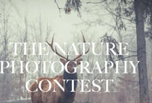 Nature photography Contest