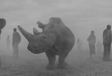 Nick Brandt - The day may break 9 Nick Brandt The day may break header