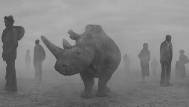 Nick Brandt - The day may break 25 Nick Brandt The day may break header