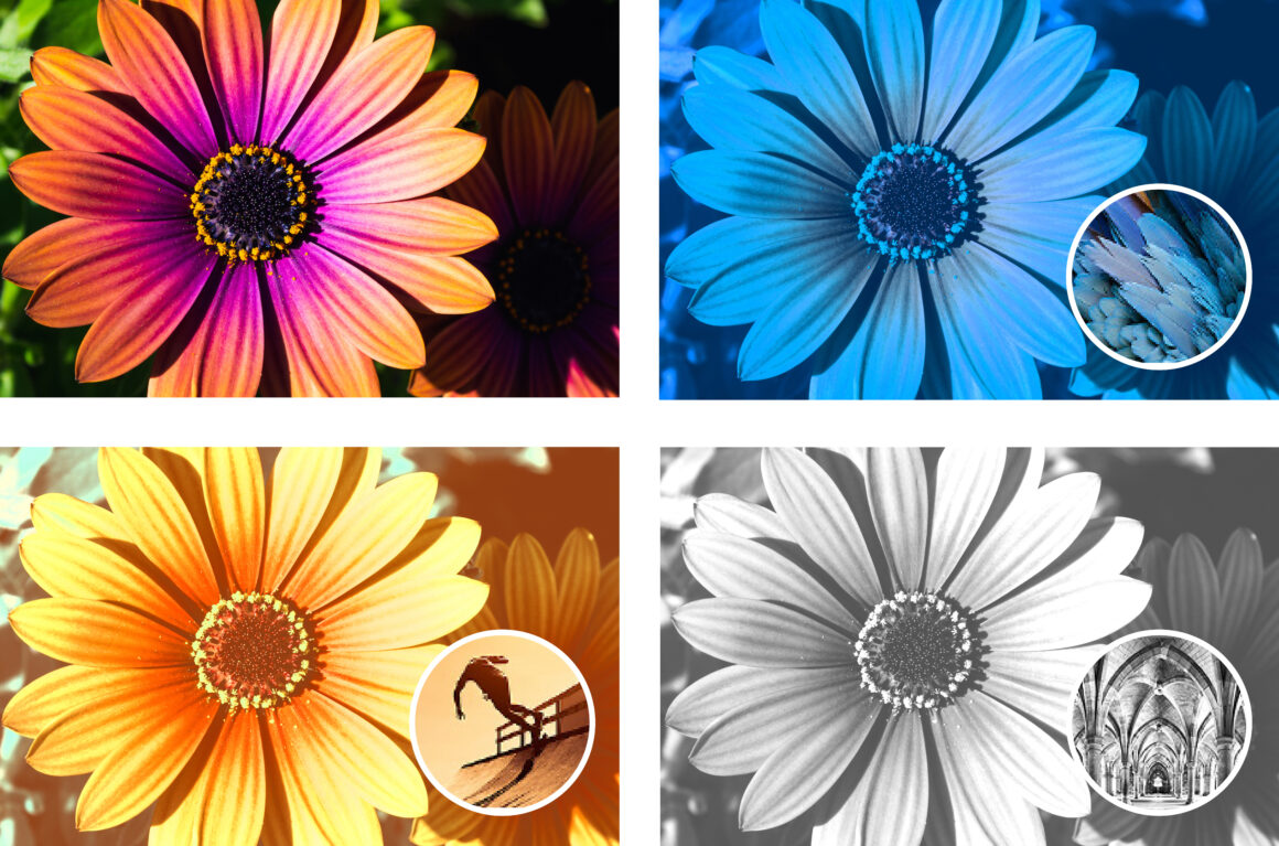 Adobe Photoshop Elements ve Premiere Elements 2024 5 PSE ColorMatch
