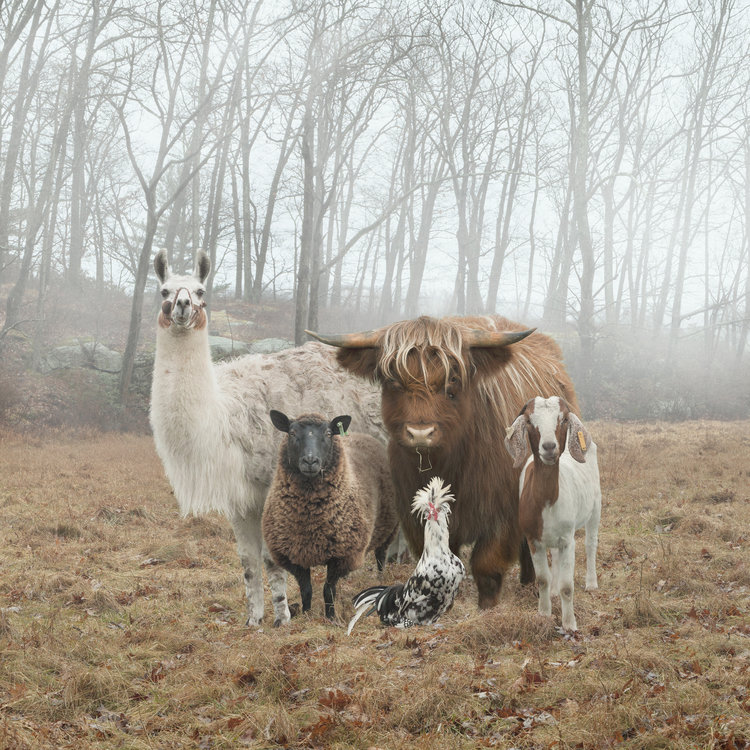 Rob MacInnis The Farm Family Project 005