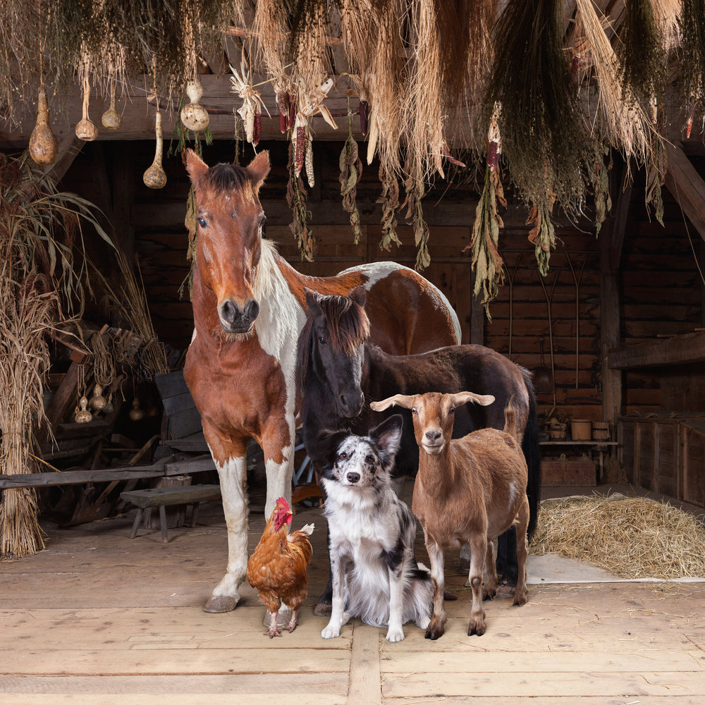 Rob MacInnis The Farm Family Project 007