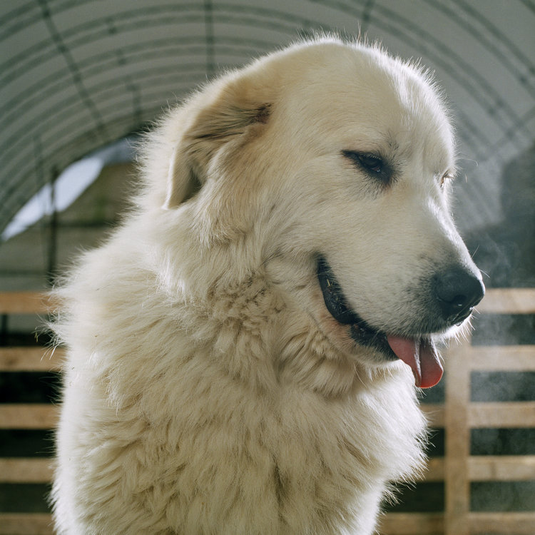 Rob MacInnis The Farm Family Project 014