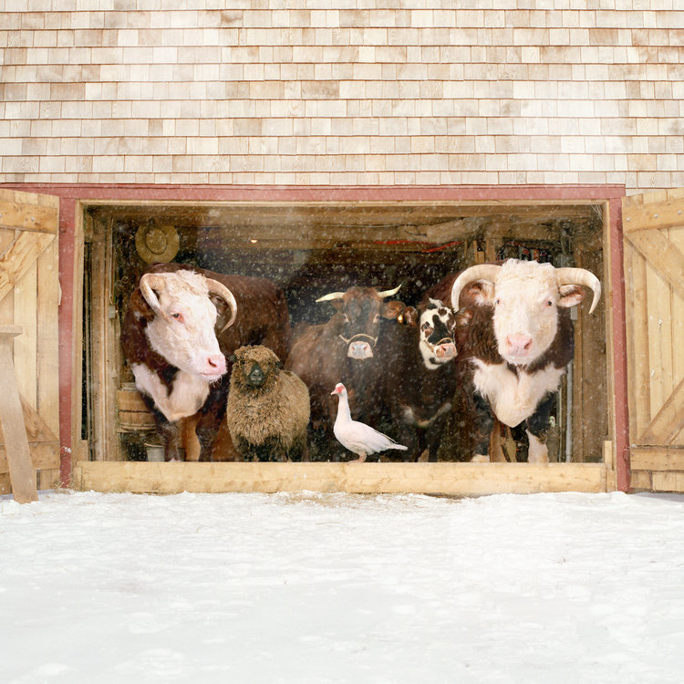 Rob MacInnis The Farm Family Project 017