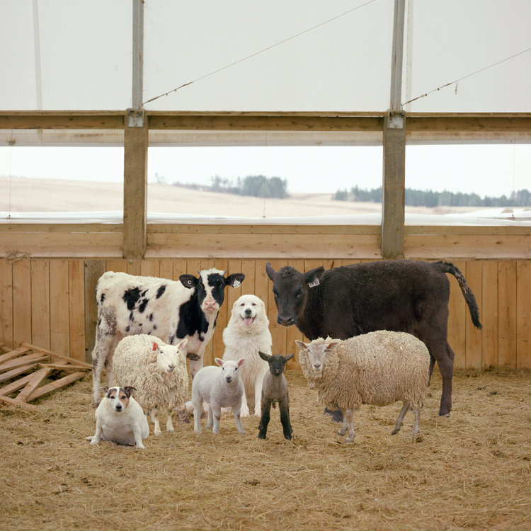 Rob MacInnis The Farm Family Project 018